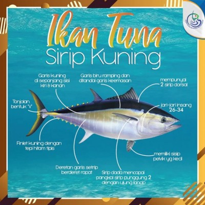 Ikan Tuna
